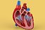 ANATOMÍA DE LA SECCIÓN CRUZADA DEL CORAZÓN HUMANO