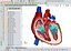 ANATOMÍA DE LA SECCIÓN CRUZADA DEL CORAZÓN HUMANO