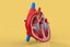 ANATOMÍA DE LA SECCIÓN CRUZADA DEL CORAZÓN HUMANO
