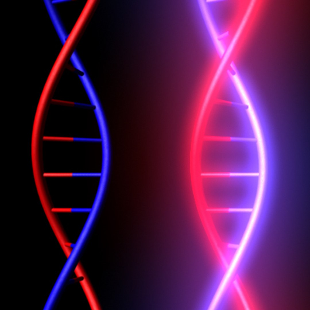 3d Dna Model