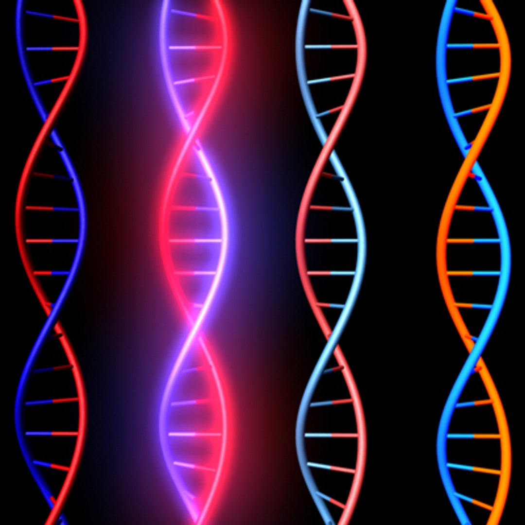 3d Dna Model