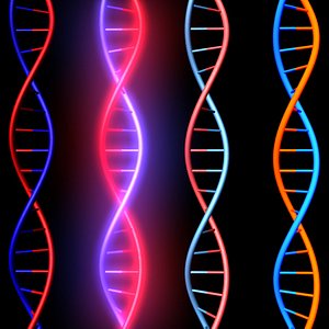 DNA model