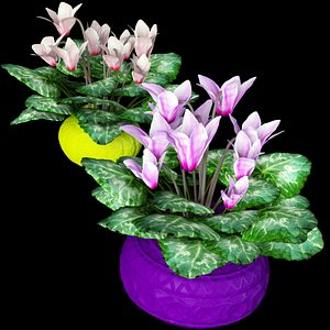 3d realistic cyclamen model