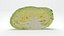 Flat Cabbage Half