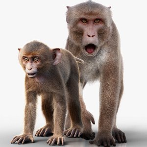 Rhesus Monkey (Young and Adult) RIG - Maya - Xgen-Core 3D model