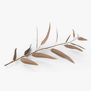 Dry Eucalyptus stem with Leaves