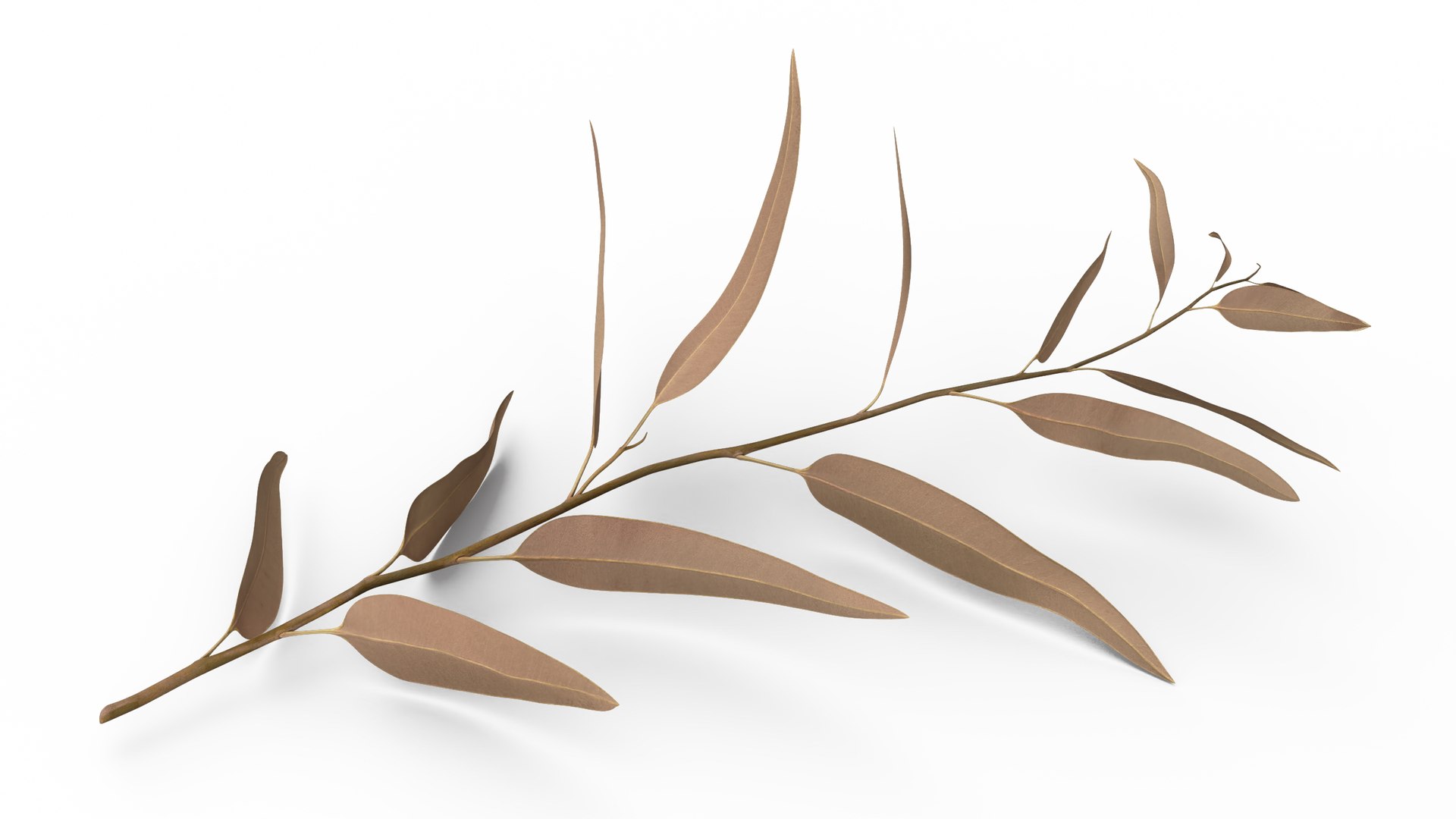 Dry Eucalyptus stem with Leaves 3D model preview