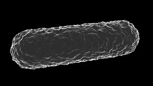 Bacilli