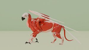 3D gryphon anatomy