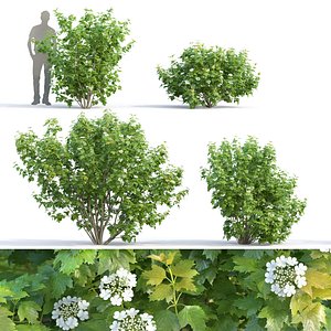 3D model flowering viburnum bushes 2