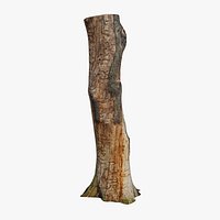 Oak unbarked trunk scan PBR 8K
