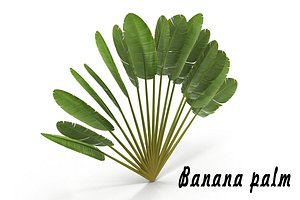 banana palm 3d model