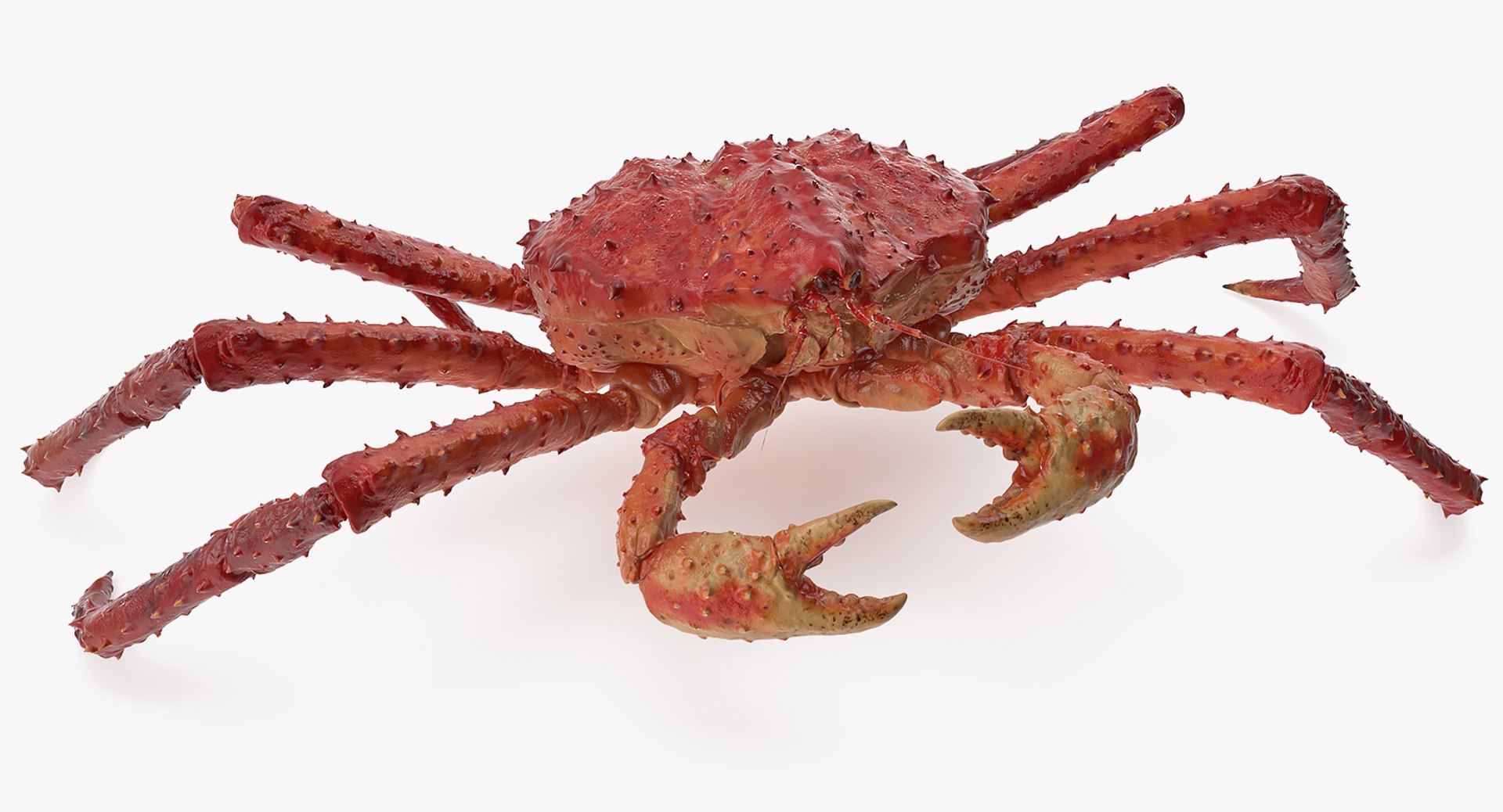 Red King Crab Rigged 3D model preview