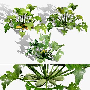 Moroccan Zucchini Vegetable Plants 3D model