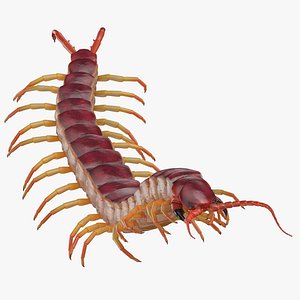 3D centipede standing model