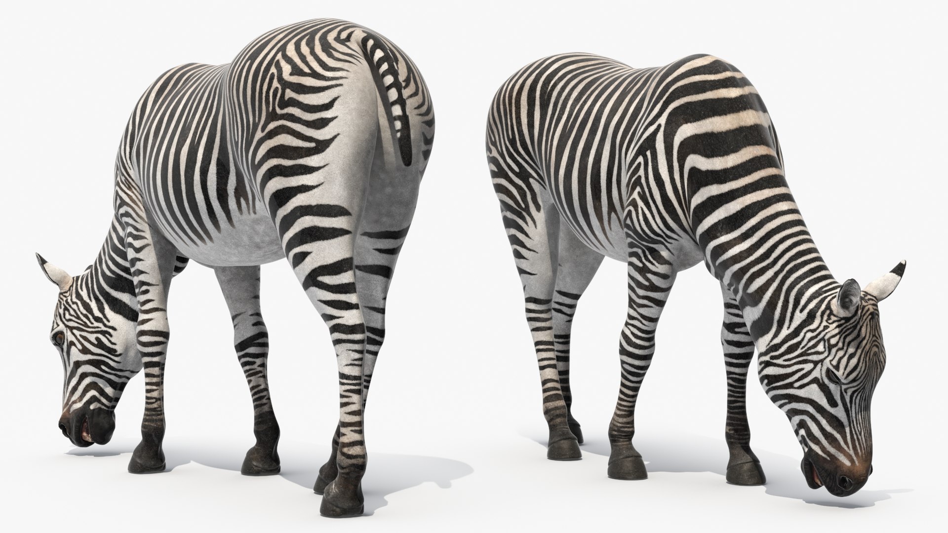 Zebra of Serengeti Eating 3D model https://p.turbosquid.com/ts-thumb/TD/LPYWAa/1j/zebra_of_serengeti_eating_010/jpg/1740711557/1920x1080/fit_q87/43471ab6d1001f2d2b6f1d4c35616724201443c9/zebra_of_serengeti_eating_010.jpg