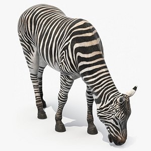 Zebra of Serengeti Eating