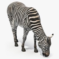 Zebra of Serengeti Eating