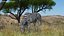 Zebra of Serengeti Eating