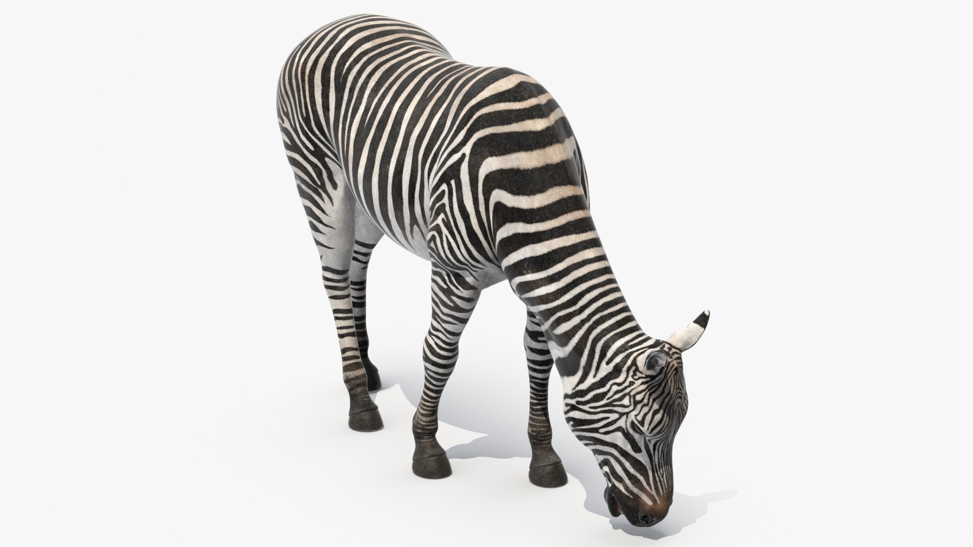 Zebra of Serengeti Eating 3D model https://p.turbosquid.com/ts-thumb/TD/LPYWAa/UJ/zebra_of_serengeti_eating_002/jpg/1740711268/1920x1080/fit_q87/640368a037e3355ac9f74555493af1da2780cf01/zebra_of_serengeti_eating_002.jpg