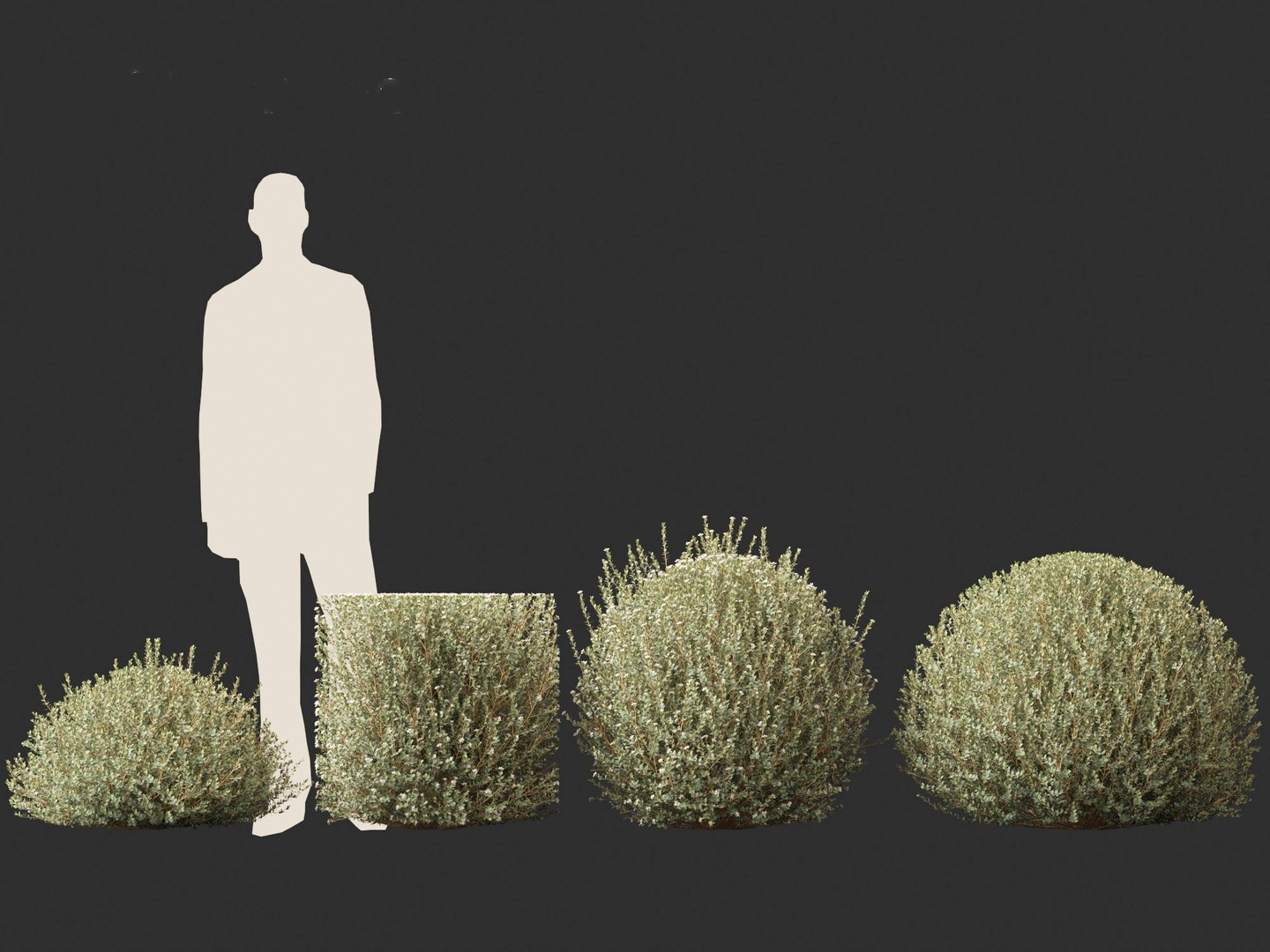 Correa alba - White Correa 3D https://p.turbosquid.com/ts-thumb/TD/OIQLn3/3o/correaalba014/jpg/1693898659/1920x1080/fit_q87/0b8d4a497c61e91e49dffd589f2e35c6c464e19a/correaalba014.jpg