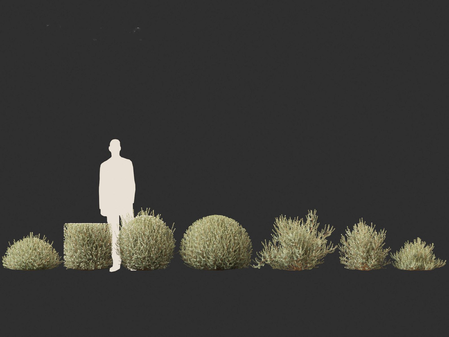 Correa alba - White Correa 3D https://p.turbosquid.com/ts-thumb/TD/OIQLn3/Yh/correaalba012/jpg/1693898651/1920x1080/fit_q87/2589f6fbfd199ca29001ef0fdcce62d40fa32b72/correaalba012.jpg