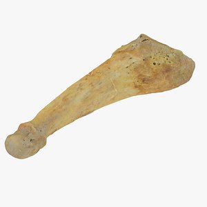 Real Fifth Metatarsal Bone 01 RAW SCAN