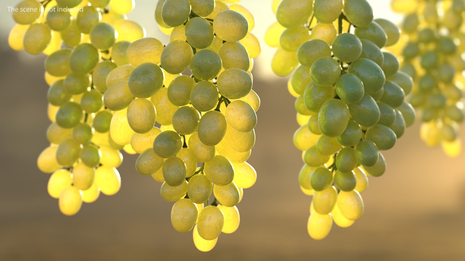 3D cluster green grapes model https://p.turbosquid.com/ts-thumb/TD/Zg7hX5/WMpZq1py/clusterofgreengrapes3dmodel003/jpg/1580401984/1920x1080/fit_q87/8102c2e2a7289ed7ca86478905beaefbc88395f3/clusterofgreengrapes3dmodel003.jpg