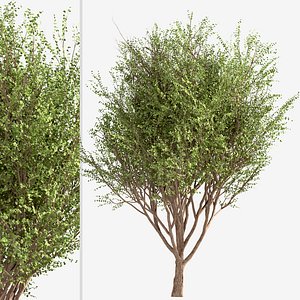 Set of Betula Ermanii or Ermans birch Trees - 2 Trees 3D model
