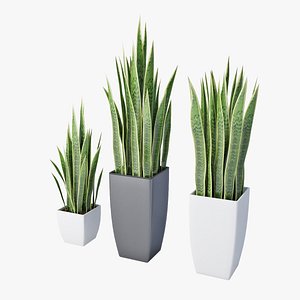 sansevieria max