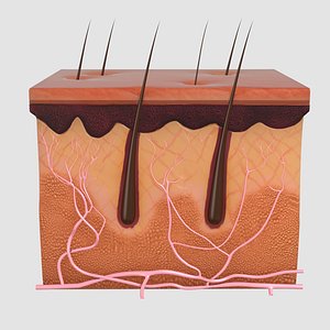 Skin Anatomy 2 3D model