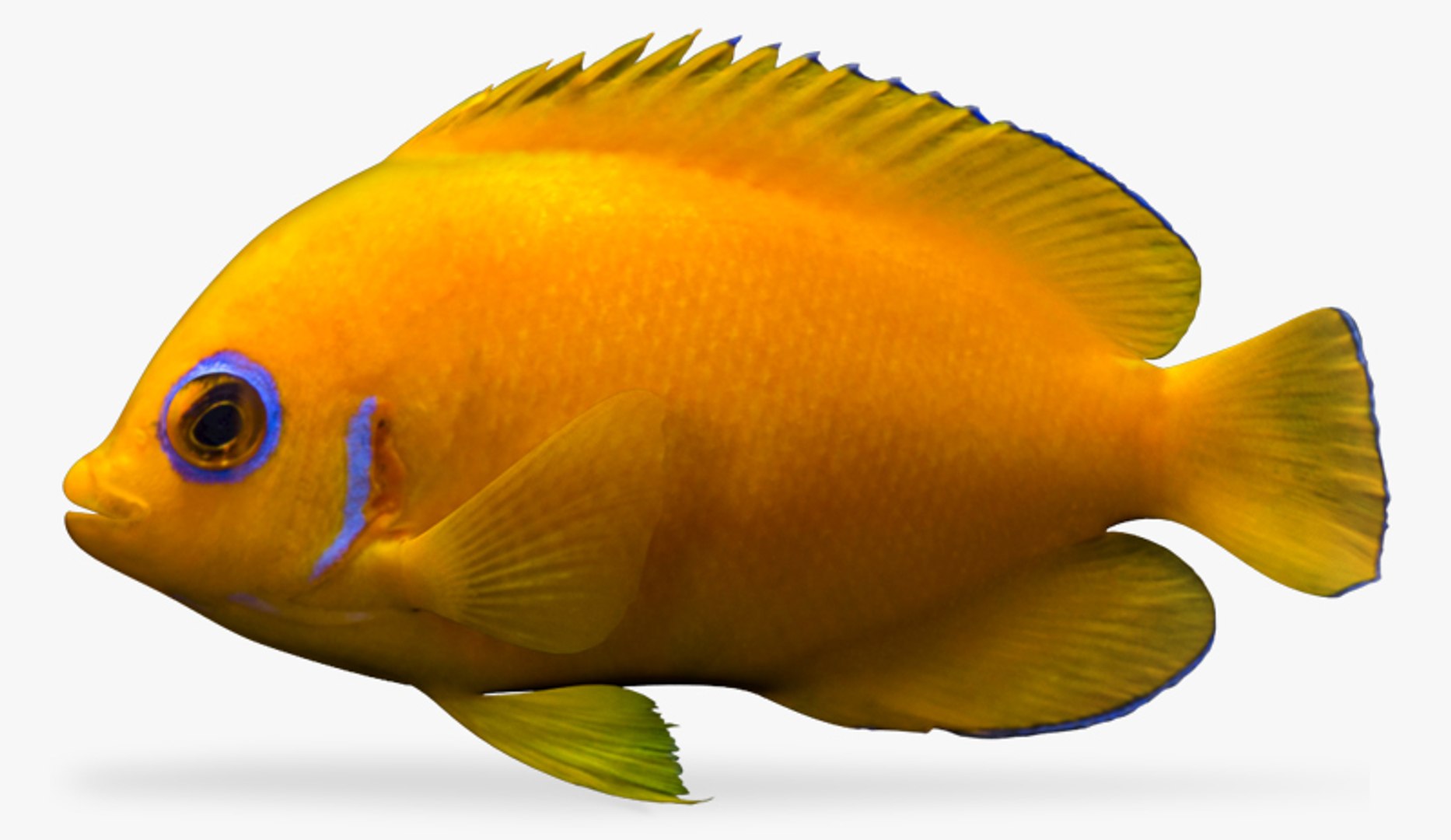 3d Model Lemonpeel Angelfish