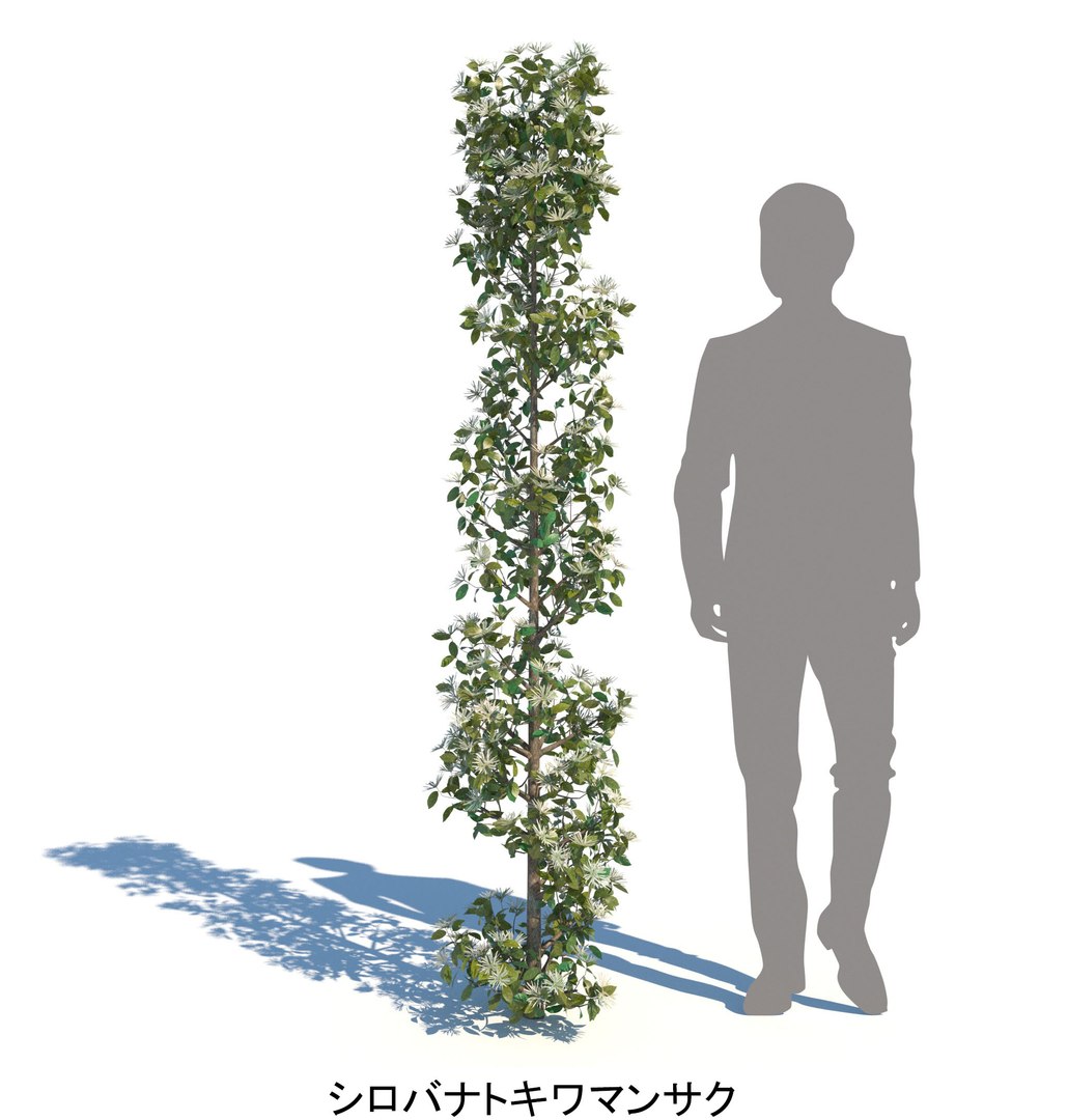 ApartmentSet2v2 3D https://p.turbosquid.com/ts-thumb/TE/DuwWiB/0Q/tokiwamansaku_hedge_2000_b_spr/jpg/1757665254/1920x1080/fit_q87/62739d3b55b08a55f62983d782a52b075a6674fc/tokiwamansaku_hedge_2000_b_spr.jpg