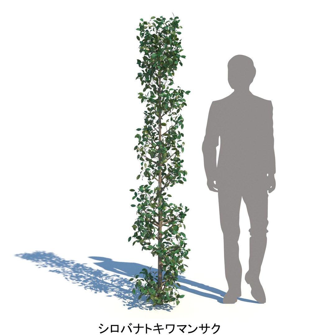 ApartmentSet2v2 3D https://p.turbosquid.com/ts-thumb/TE/DuwWiB/wA/tokiwamansaku_hedge_2000_b_sum/jpg/1757665255/1920x1080/fit_q87/8d81b7a533a31a642ba98304a3a377ba5575e50a/tokiwamansaku_hedge_2000_b_sum.jpg