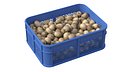 Sapodilla Plastic Crate