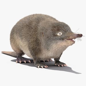 3D Desman Fur model