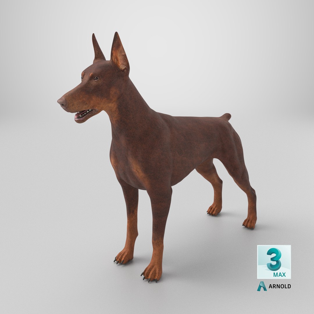 3D Doberman Dog Brown model https://p.turbosquid.com/ts-thumb/TE/cRmDdh/1B/stemcell_max_arnold_render/png/1717756211/1920x1080/fit_q87/a4a73e2f498ec646bd6670fd647309c0af6d4df3/stemcell_max_arnold_render.jpg