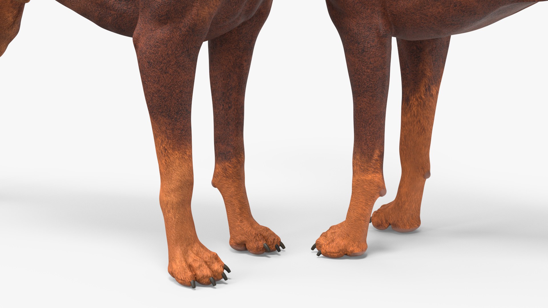 3D Doberman Dog Brown model https://p.turbosquid.com/ts-thumb/TE/cRmDdh/8g/dobermandogbrownc4dmodel009/jpg/1716436214/1920x1080/fit_q87/2898de330e38657100293e0e204cc775f96f2072/dobermandogbrownc4dmodel009.jpg