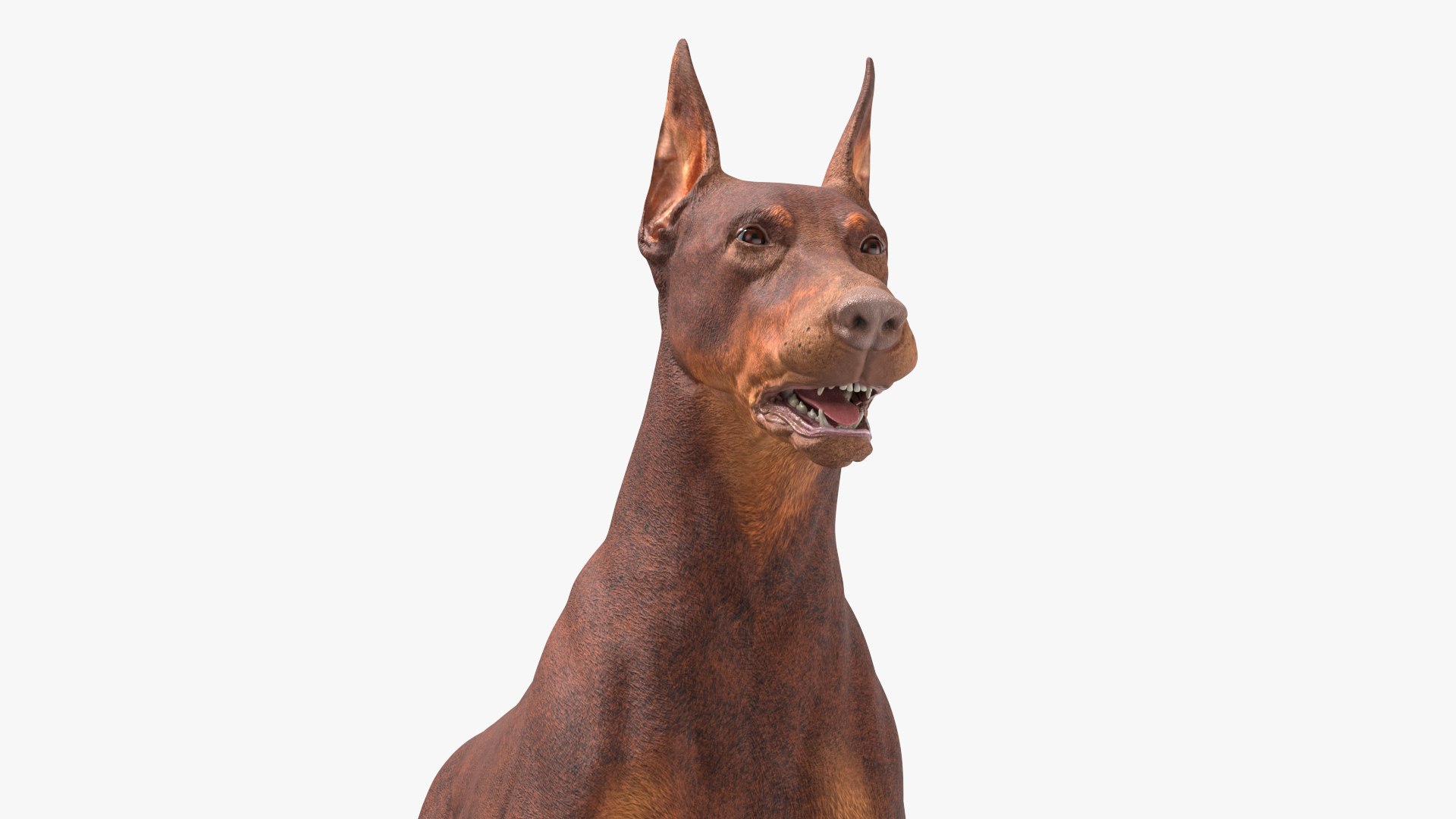 3D Doberman Dog Brown model https://p.turbosquid.com/ts-thumb/TE/cRmDdh/Cq/dobermandogbrownc4dmodel007/jpg/1716436208/1920x1080/fit_q87/7ccf15dc504bb42f854ac80083019ef7333d7bec/dobermandogbrownc4dmodel007.jpg