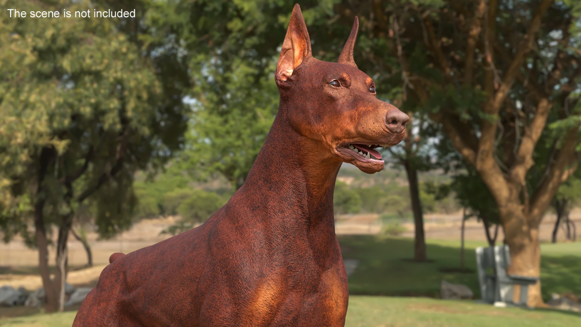 3D Doberman Dog Brown model https://p.turbosquid.com/ts-thumb/TE/cRmDdh/DL/dobermandogbrownc4dmodel003/jpg/1716436193/1920x1080/fit_q87/089444ede62146bc09bd46a80b58444f620ae1a7/dobermandogbrownc4dmodel003.jpg
