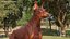Dobermann Hund Braun