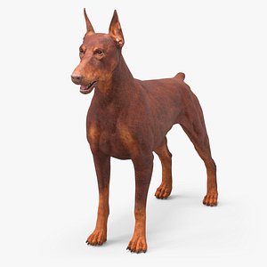 Doberman 3D Models for Download | TurboSquid