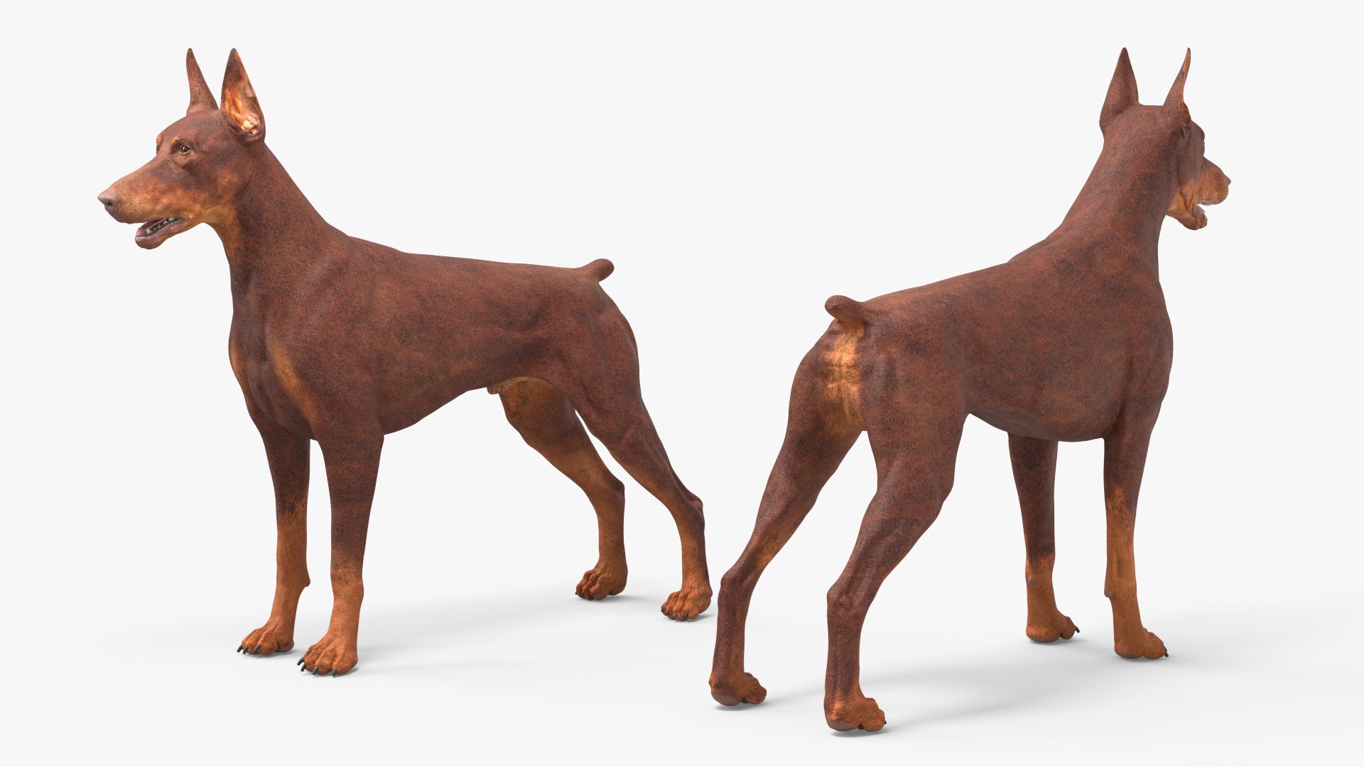 3D Doberman Dog Brown model https://p.turbosquid.com/ts-thumb/TE/cRmDdh/ji/dobermandogbrownc4dmodel006/jpg/1716436205/1920x1080/fit_q87/bef3f88a729d1ad2f6a52f4168a84c647c24c28f/dobermandogbrownc4dmodel006.jpg