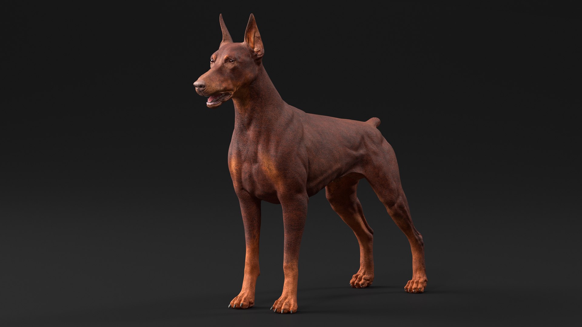 3D Doberman Dog Brown model https://p.turbosquid.com/ts-thumb/TE/cRmDdh/vC/dobermandogbrownc4dmodel004/jpg/1716436198/1920x1080/fit_q87/792c8f241382c9b78399317b2ad6a8c44c7ed7a6/dobermandogbrownc4dmodel004.jpg