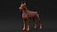 Dobermann Hund Braun