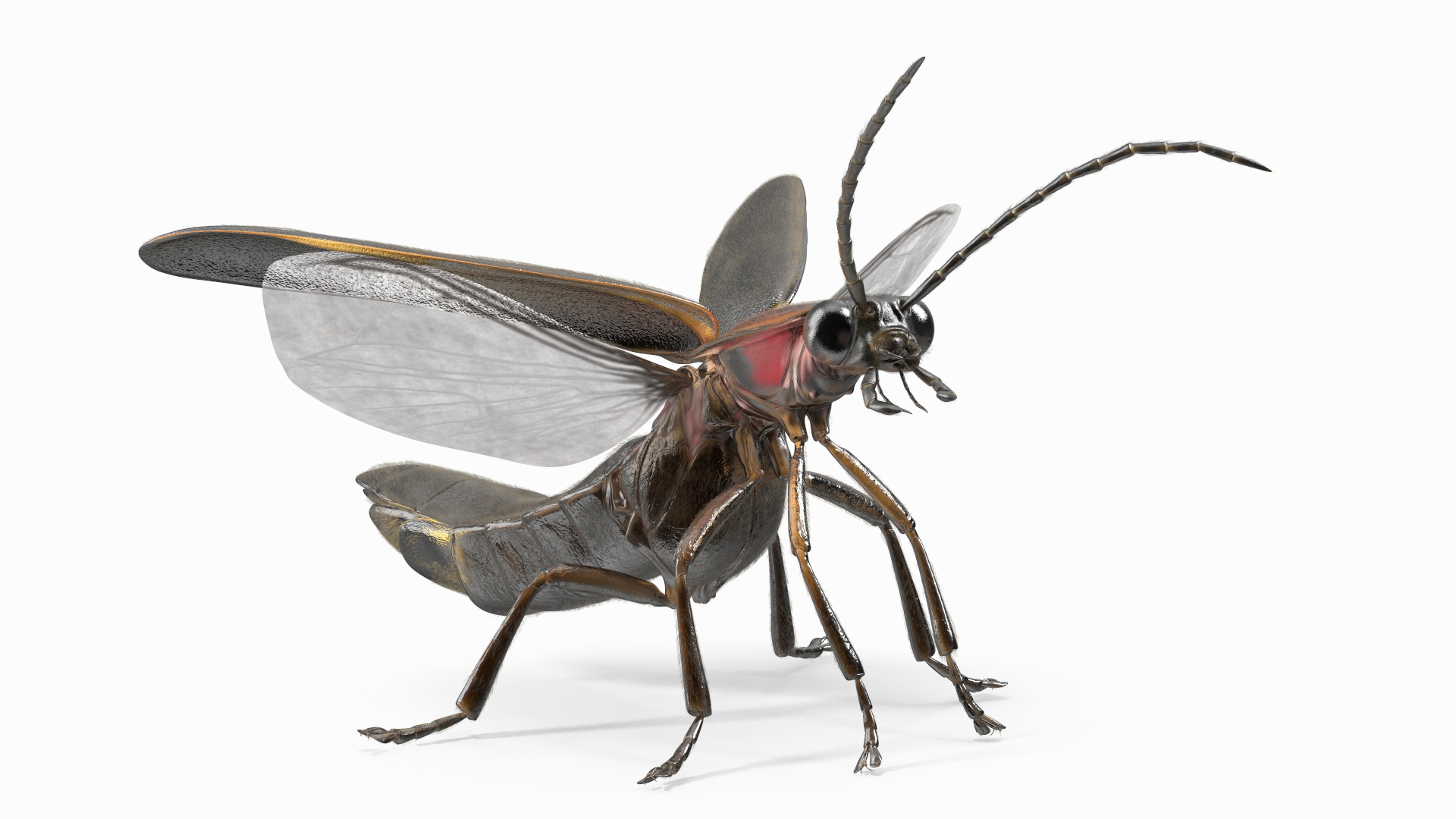 3D Big Dipper Firefly Standing Pose Fur Model - TurboSquid 2171882