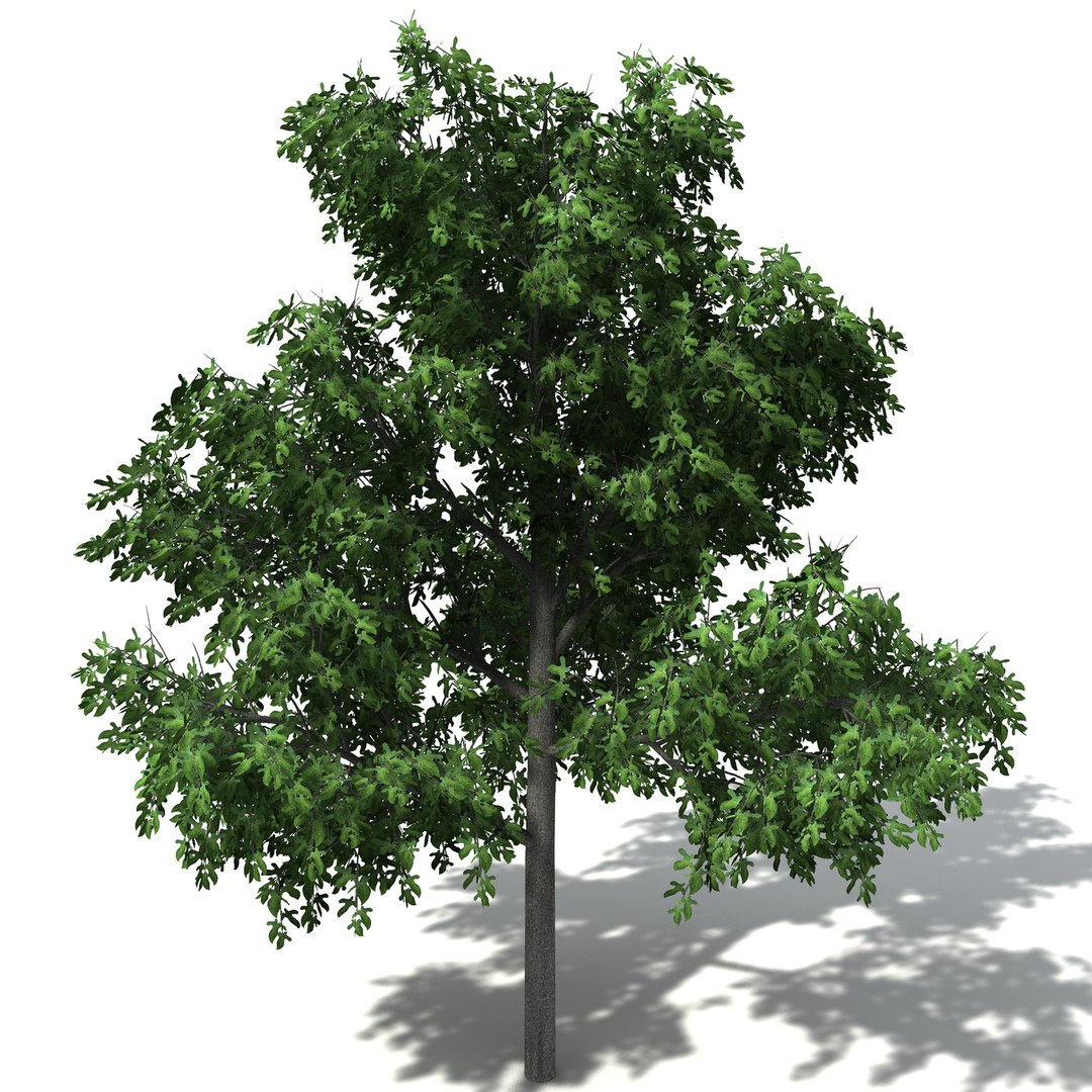 xfrogplants oceania 2 dvds 3d model https://p.turbosquid.com/ts-thumb/TE/ndw4yI/68L5KfLH/oc27illawarraflametree6/jpg/1462564300/1920x1080/fit_q87/b082be50962e54c1461670b886bc63d7611670f1/oc27illawarraflametree6.jpg