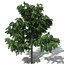 2020 XfrogPlants Oceania 2