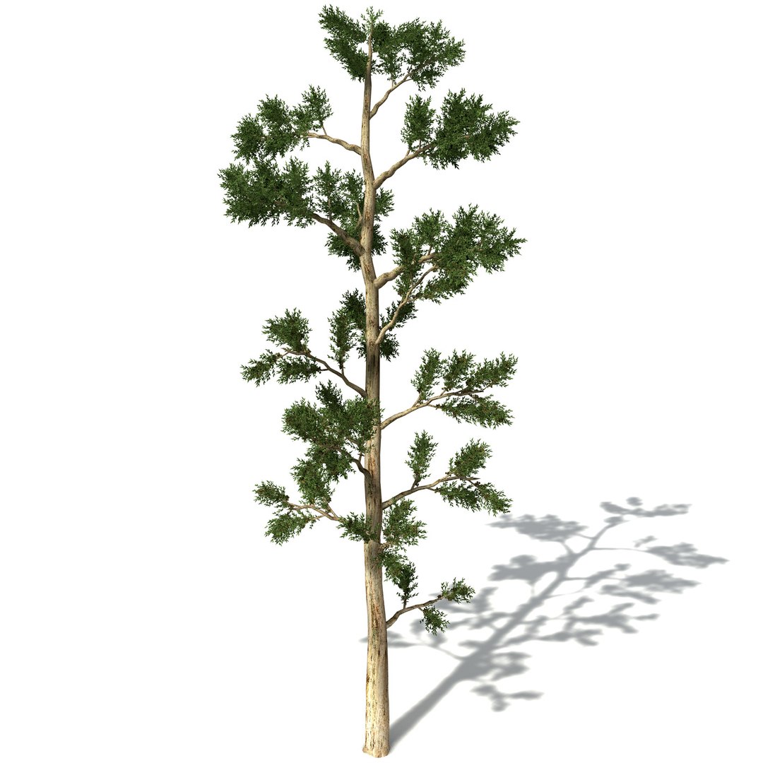 xfrogplants oceania 2 dvds 3d model https://p.turbosquid.com/ts-thumb/TE/ndw4yI/CVsWLWrT/oc34karri6/jpg/1462564496/1920x1080/fit_q87/c0bea6ac75063d931a1c6df43d782a854667f251/oc34karri6.jpg