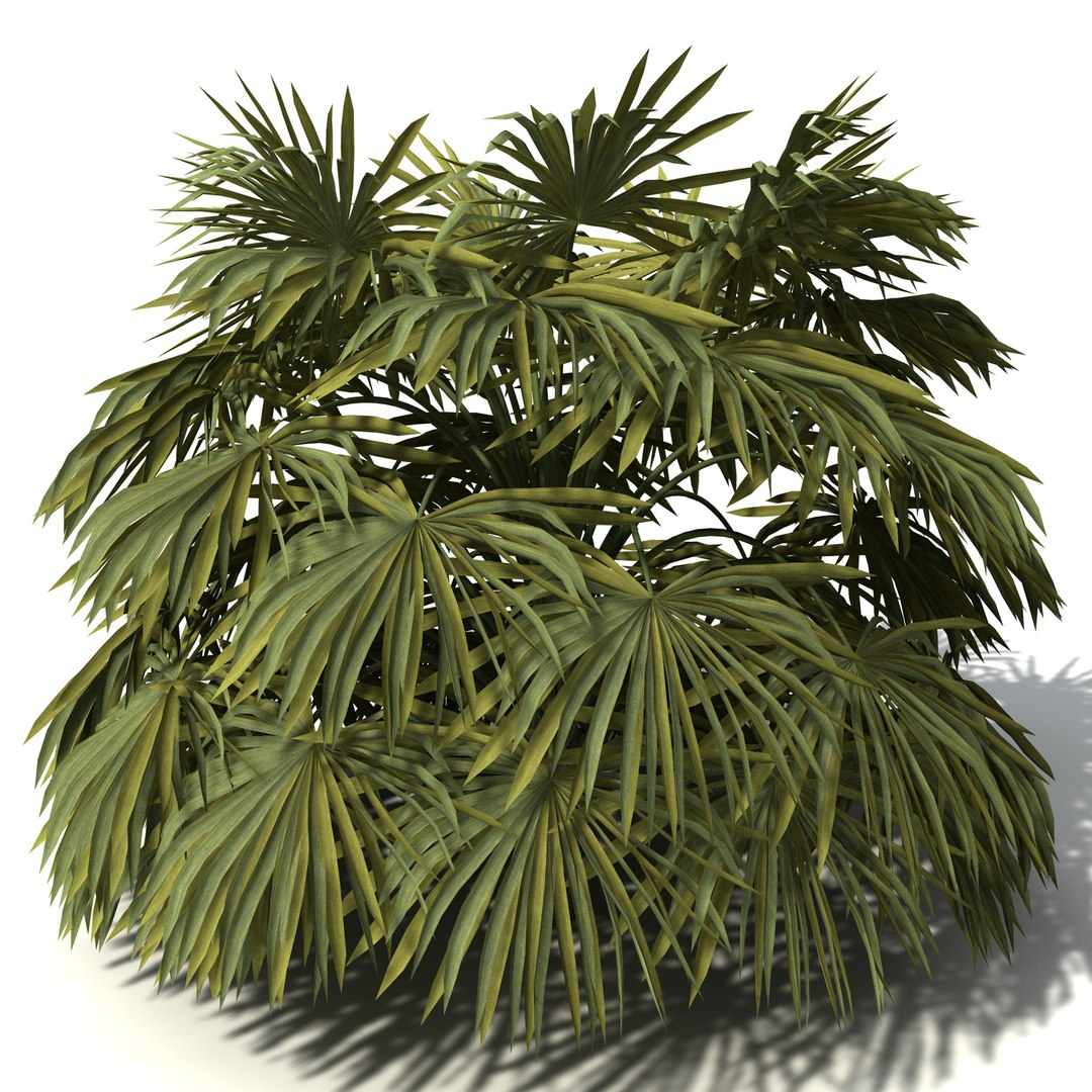 xfrogplants oceania 2 dvds 3d model https://p.turbosquid.com/ts-thumb/TE/ndw4yI/EnYnM1Zg/oc37australiancabbagepalm4/jpg/1462564496/1920x1080/fit_q87/329e5a9f9473adaa1e94edd8aeb7b767edc98f57/oc37australiancabbagepalm4.jpg